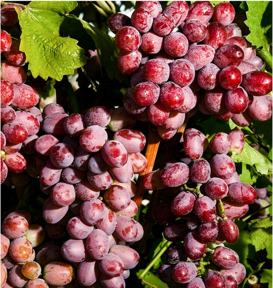 Grapes 44 LBS PKG